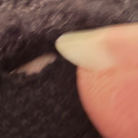 Belle by Kim Gravel Petite Flexibelle Rollabelle Petite Jeans  Size: 2P   w/flaw - Picture 13 of 16